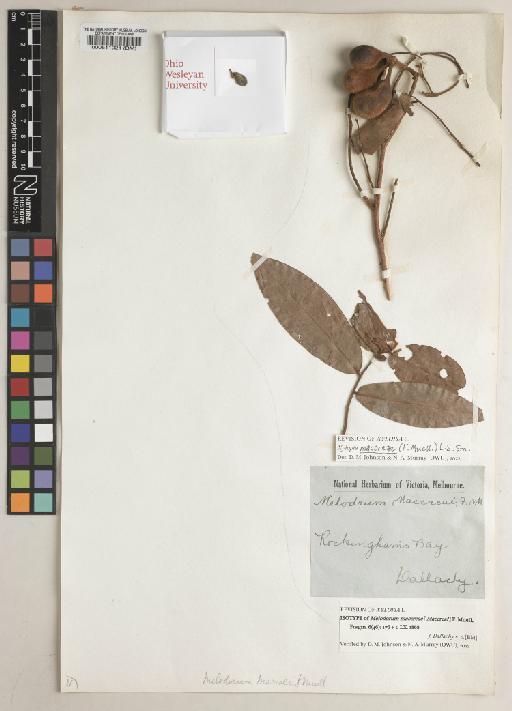 Xylopia maccreae (F.Muell.) L.S.Sm. - BM000511021