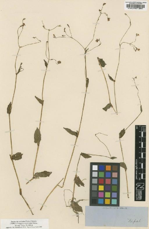 Polygonum strigosum var. muricatum (Meisn.) Stew - BM000521957