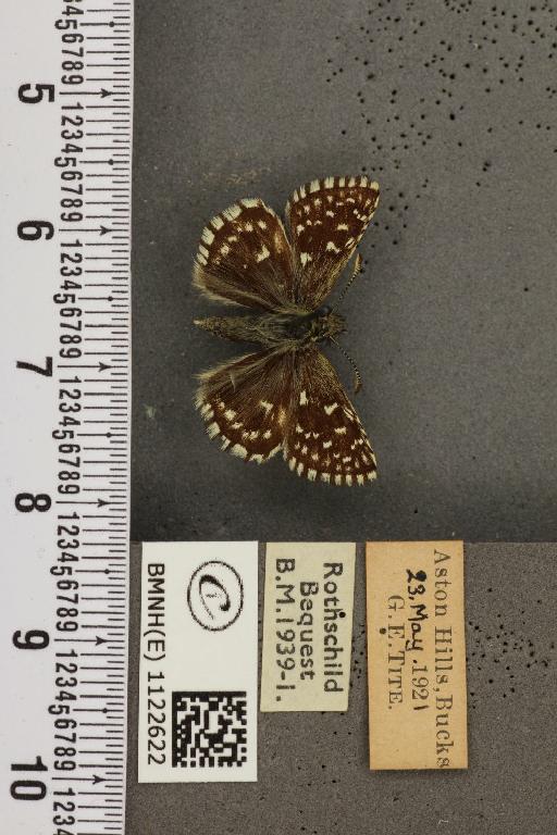 Pyrgus malvae (Linnaeus, 1758) - BMNHE_1122622_77416