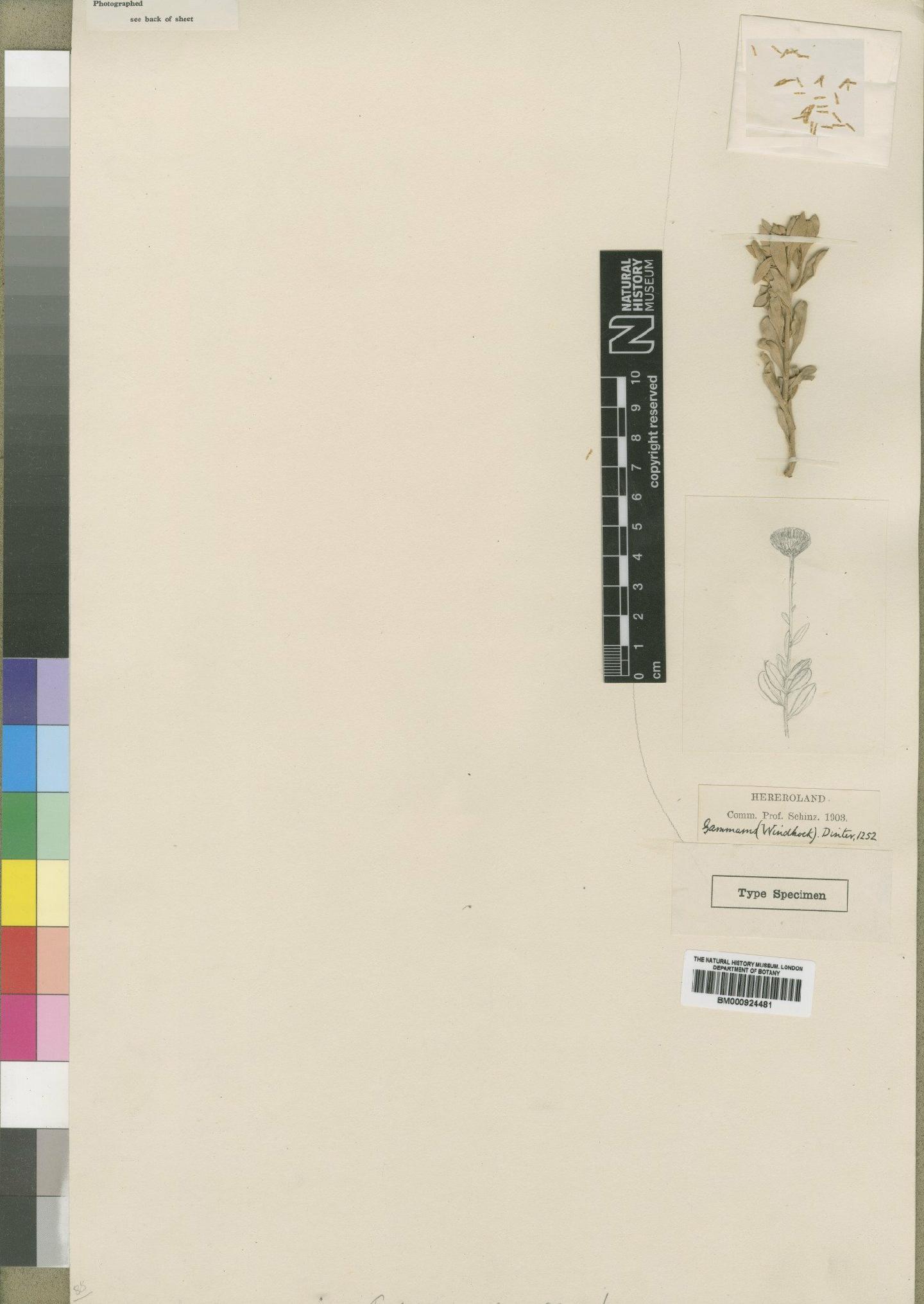 To NHMUK collection (Pentzia monocephala Moore; Type; NHMUK:ecatalogue:4529491)