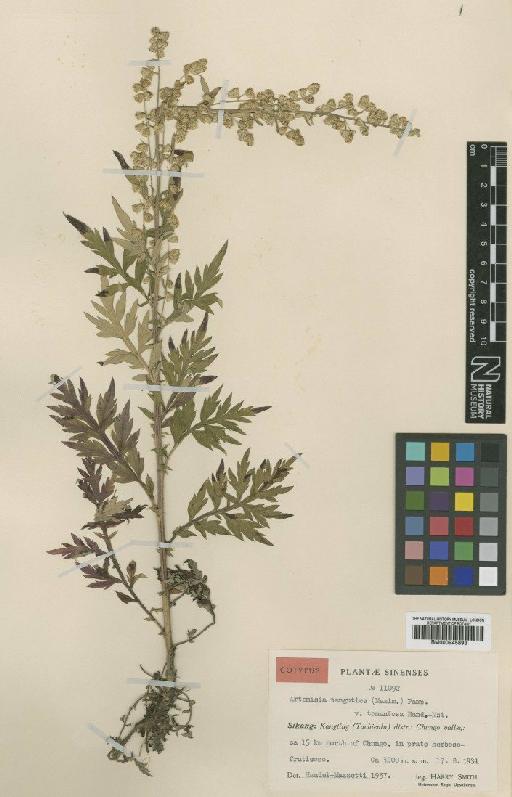 Artemisia tangutica var. tomentosa Hand.-Mazz. - BM000945893