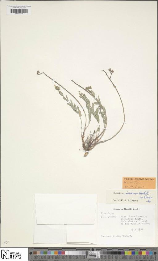 Hypericum sinaicum Hochst. ex Boiss. - BM001202898