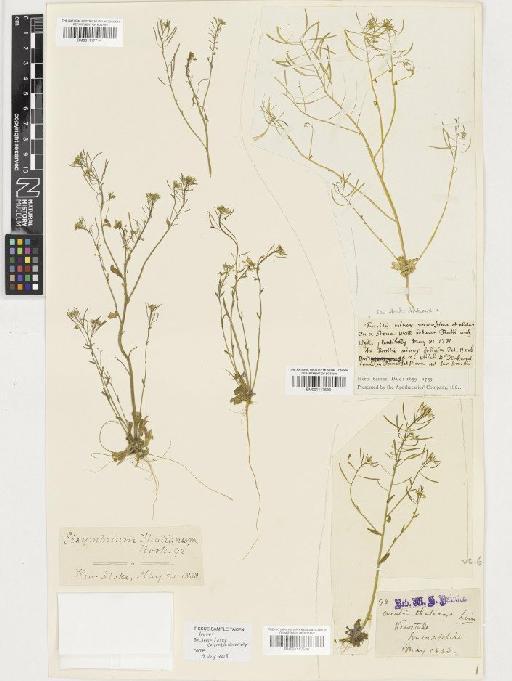 Arabidopsis thaliana (L.) Heynh. - BM001117539
