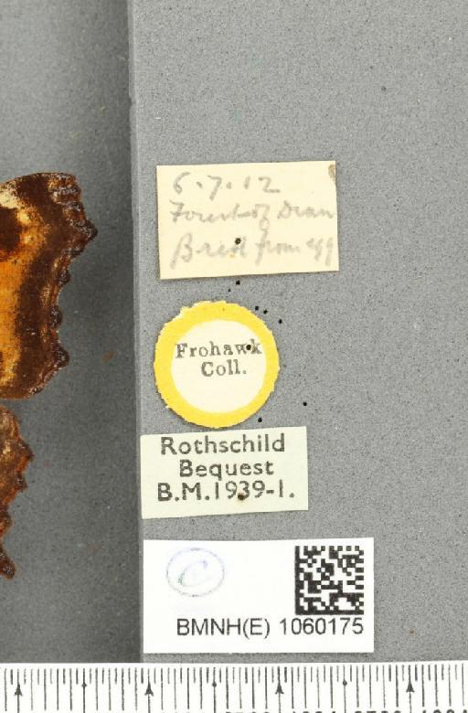 Nymphalis polychloros ab. pluripunctata Heinrich, 1916 - BMNHE_1060175_label_20352