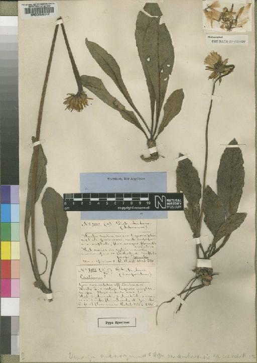Vernonia macrocyanus Hiern - BM000629312