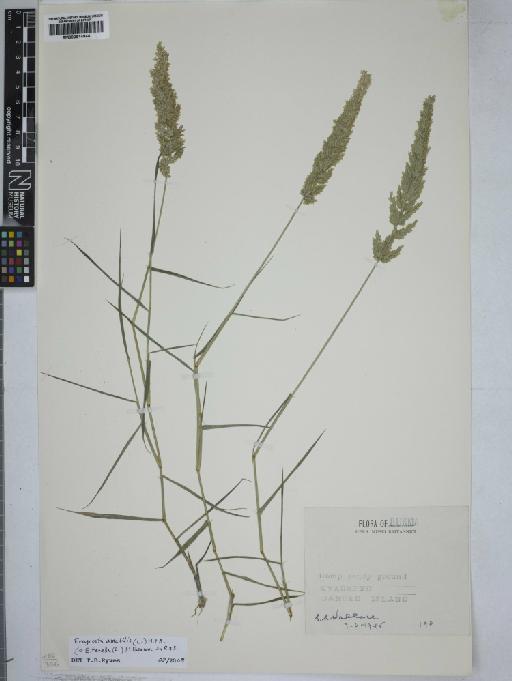 Eragrostis amabilis (L.) Wight & Arn. - 000914944