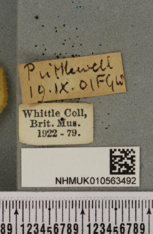 Cirrhia icteritia (Hufnagel, 1766) - NHMUK_010563492_label_621050