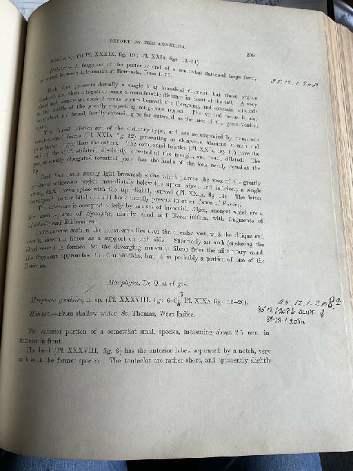 Eunice cirrobranchiata McIntosh, 1885 - Challenger Polychaete Scans of Book 171