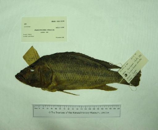 Hemichromis robustus Günther, 1864 - 1864.1.9.56, HOLOTYPE, Hemichromis robustus