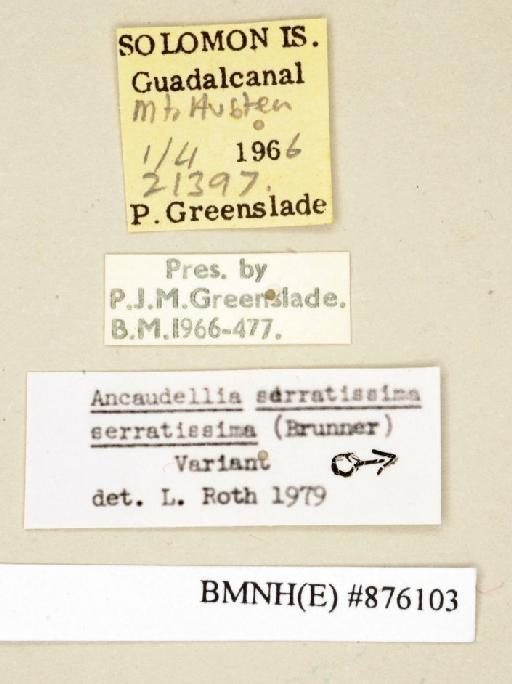 Ancaudellia serratissima serratissima (von Wattenwyl, 1865) - Ancaudellia serratissima serratissima Brunner von Wattenwyl, 1865, male, non type, labels. Photographer: Edward Baker. BMNH(E)#876103