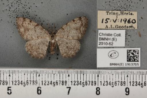 Aethalura punctulata (Denis & Schiffermüller, 1775) - BMNHE_1913705_485598