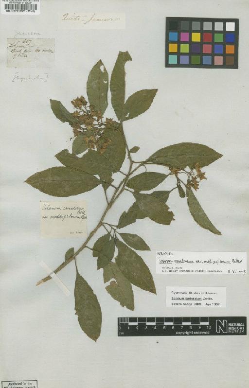 Solanum barbulatum Zahlbr. - BM000072695