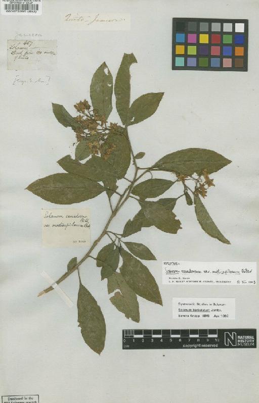 Solanum barbulatum Zahlbr - BM000072695