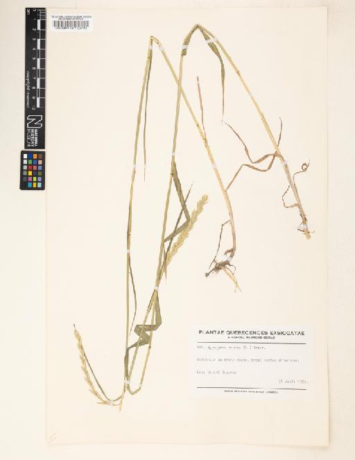 Agropyron repens (L.) P.Beauv. - 000094457