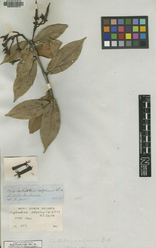 Englerodoxa calycina Hook.f. ex Benth. & A.C.Sm. - BM000629279