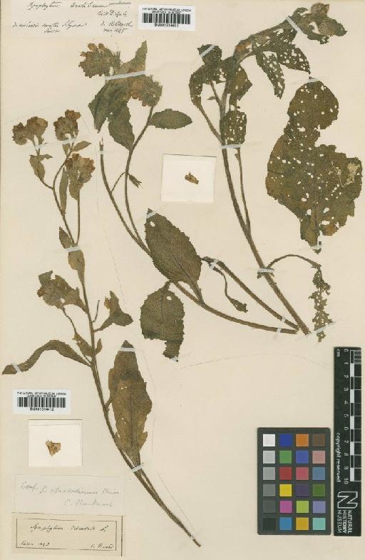 Symphytum anatolicum Boiss. - BM001014411
