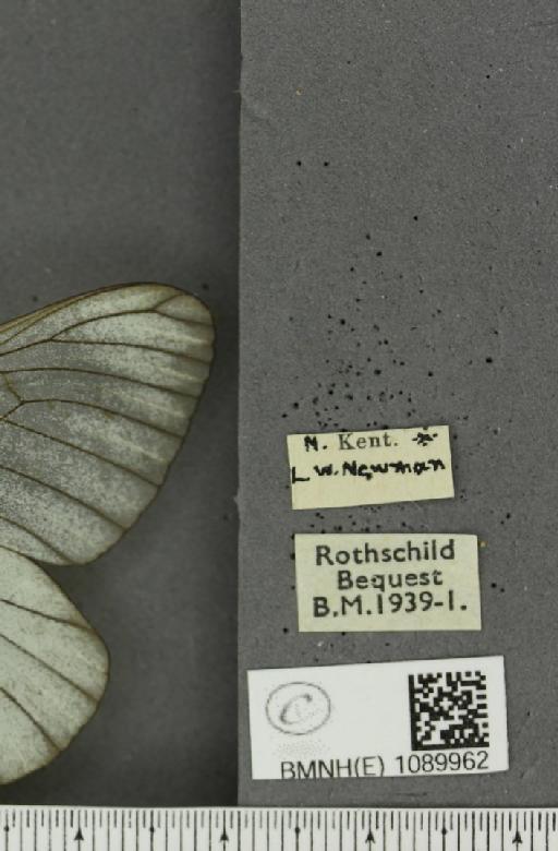 Aporia crataegi (Linnaeus, 1758) - BMNHE_1089962_label_69743