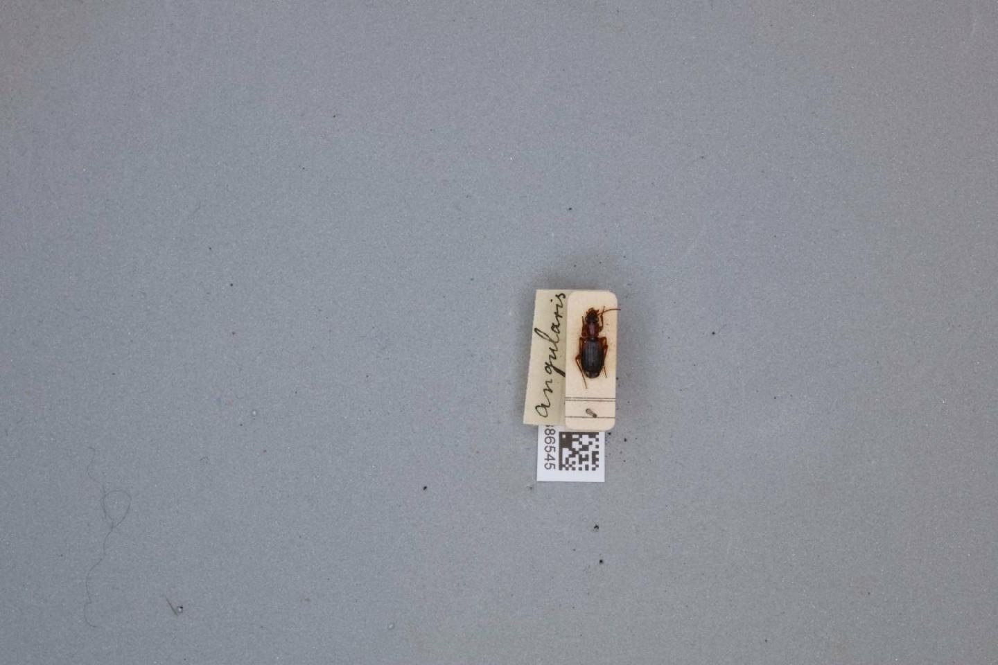 Cymindis angularis thumbnail