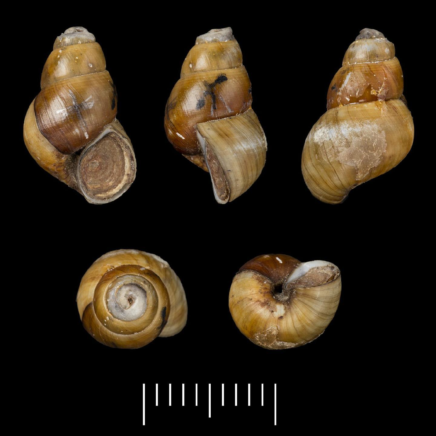 To NHMUK collection (Paludina goniomphalos Morelet, 1866; SYNTYPE(S); NHMUK:ecatalogue:7786777)