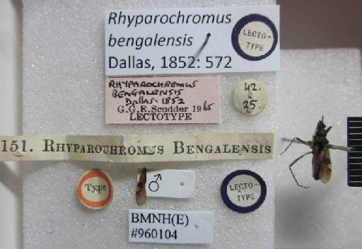 Rhyparochromus bengalensis Dallas, 1852 - Rhyparochromus bengalensis-BMNH(E)960104-Lectotype male_Labels2