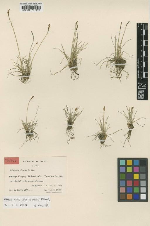 Kobresia vidua (Boott ex C.B.Clarke) Kük. - BM000058171