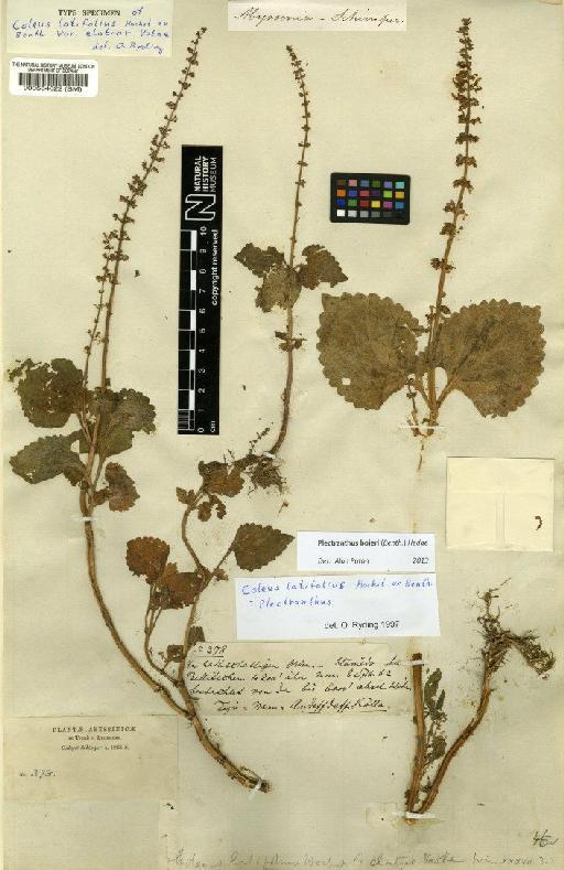 Plectranthus bojeri (Benth.) Hedge - BM000564022