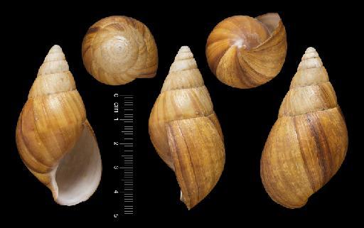 Achatina paivana Morelet, 1866 - 1893.2.4.140-141, Syntypes, Achatina paivana Morelet, 1866