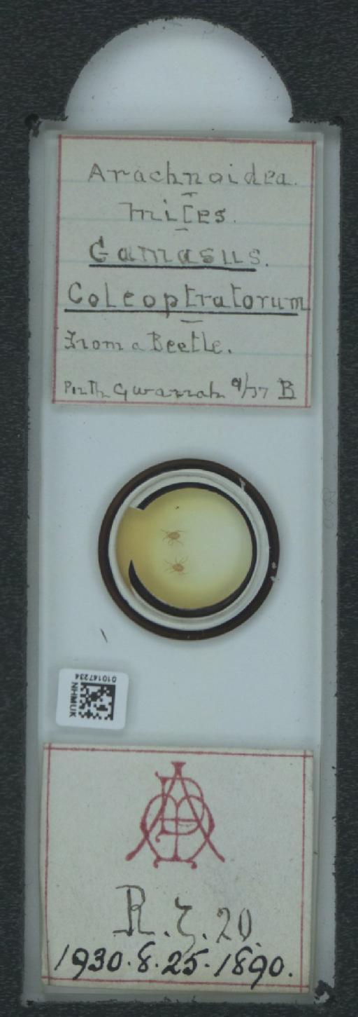 Gamasus coleoptratorum (Linnaeus, 1758) - 010147234_128183_1584723