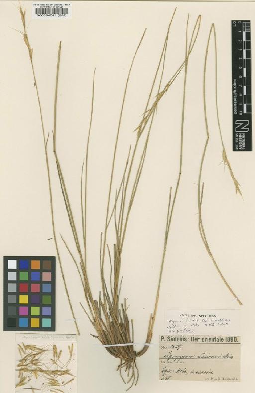 Elymus lazicus subsp. lomatolepis Melderis - BM000064041