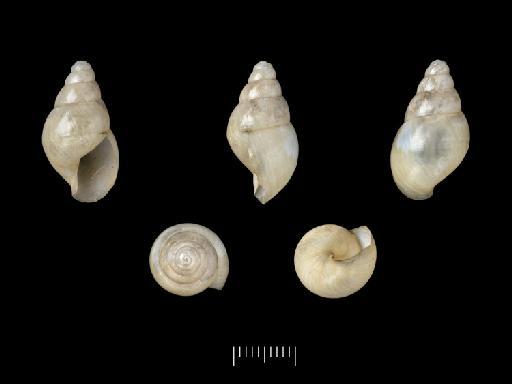 Achatina mollicella Morelet, 1860 - 1893.2.4.119, LECTOTYPE, Achatina mollicella Morelet, 1860