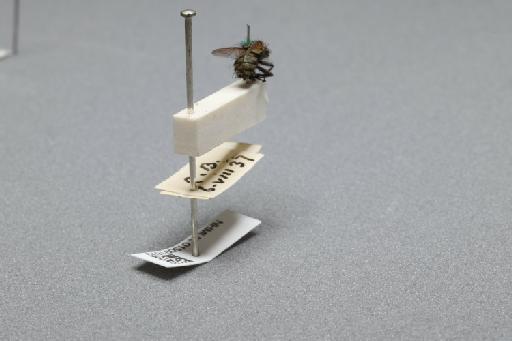 Sarcophaga (Myorhina) nigriventris Meigen, 1826 - 015091679_additional_1