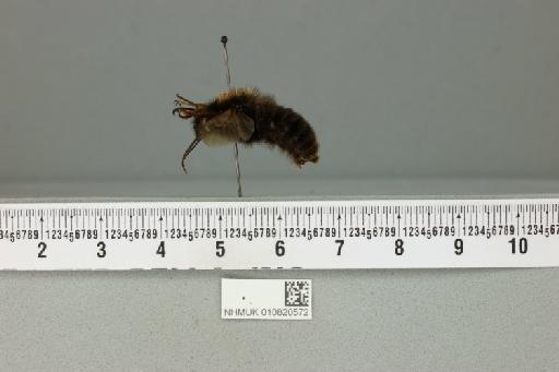 Bombus (Megabombus) senex Snellen van Vollenhoven, S., 1873 - 010820572___2