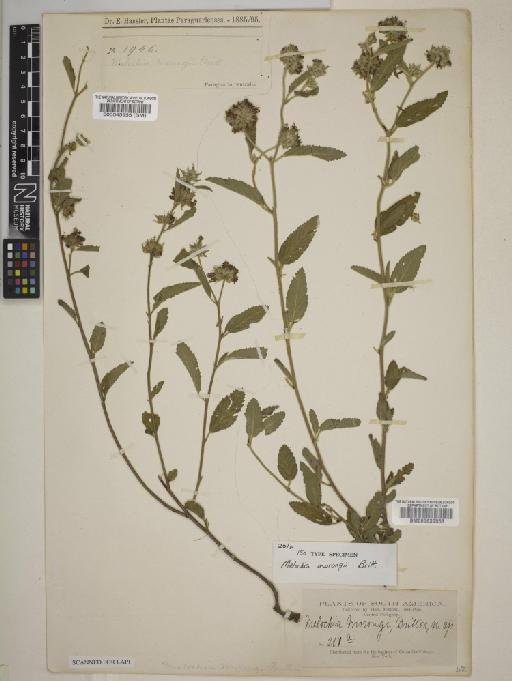 Melochia morongii Britton - BM000545955