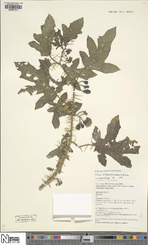 Solanum atropurpureum Schrank - BM000816513