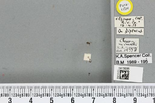 Chromatomyia mimuli Spencer, 1981 - BMNHE_1475035_48544