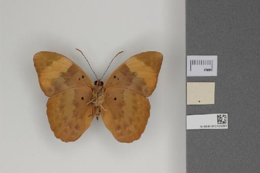 Romaleosoma zambesia Felder, C. & Felder, R., 1867 - 015104094_Romaleosoma zambesia_Ventral