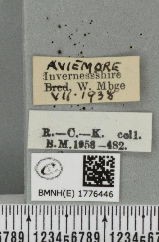 Dysstroma citrata citrata (Linnaeus, 1761) - BMNHE_1776446_label_353146
