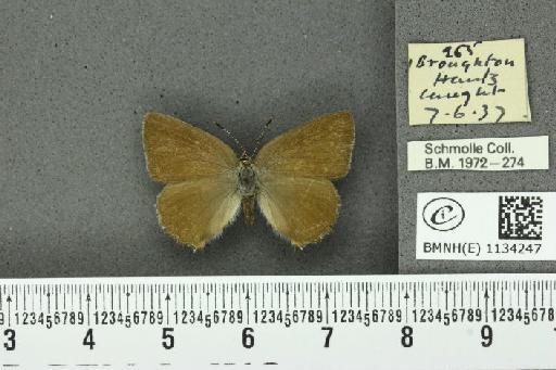 Callophrys rubi rubi (Linnaeus, 1758) - BMNHE_1134247_97933