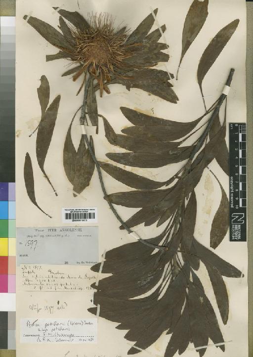 Protea petiolaris subsp. petiolaris (Hiern) Baker & C.H.Wright - BM000910673