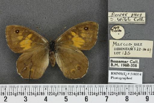 Lasiommata megera ab. lugens Oberthür, 1912 - BMNHE_500334_30059
