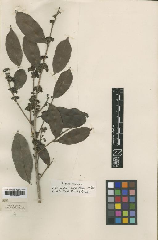 Pouteria cuspidata subsp. cuspidata (A.DC.) Baehni - BM000952536