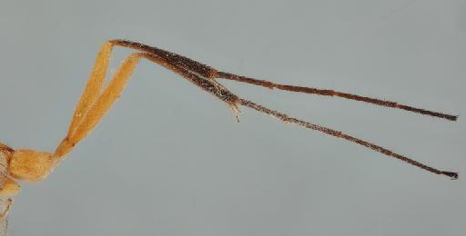 Skiapus coalescens Morley, C., 1917 - 010823044_Skiapus_coalescens_Holotype_hind_legs