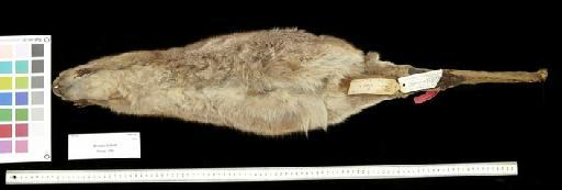 Macropus bedfordi Thomas, 1900. - 1900.2.19.1_Skin_Ventral