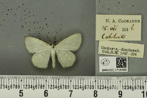 Scopula floslactata floslactata (Haworth, 1809) - BMNHE_1716880_271280