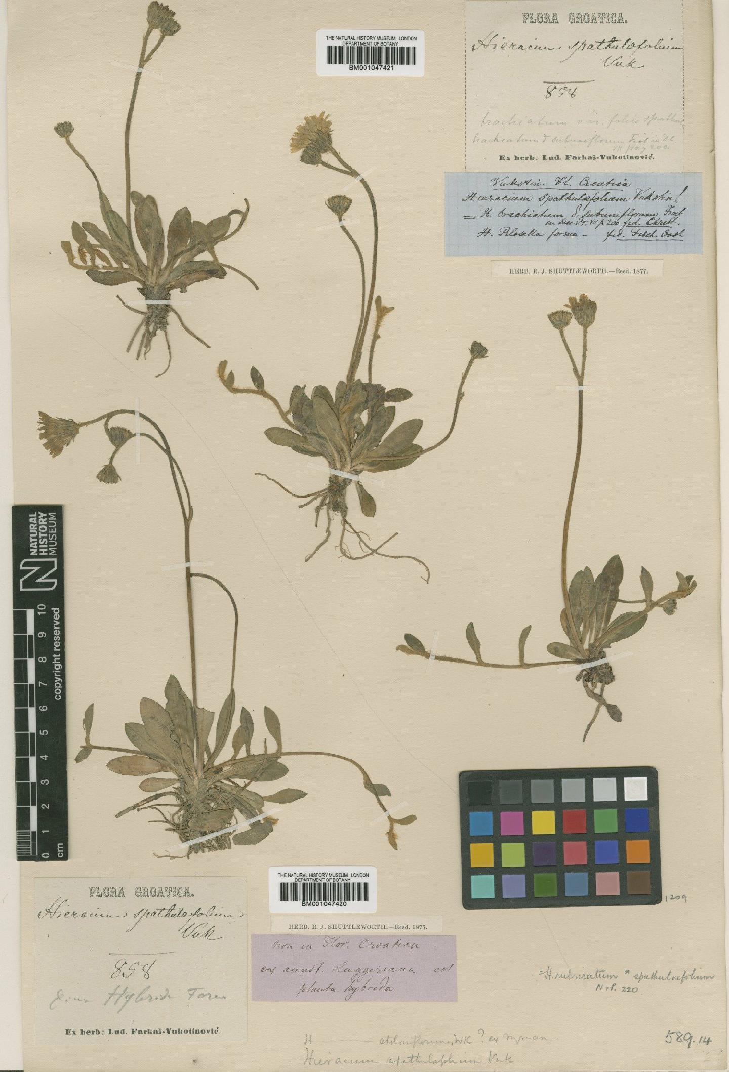 To NHMUK collection (Hieracium latisquamum subsp. spathulifolium (Vuk.) Zahn; Type; NHMUK:ecatalogue:2763335)