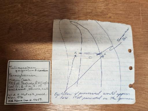 Tullimonstrum gregarium Richardson, 1966 - NHMUK PI A 10459 a&b labels only (2)