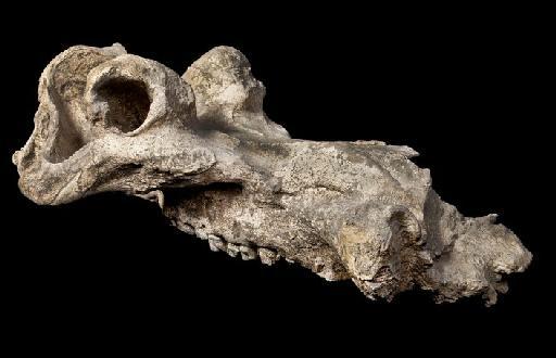 Hippopotamus gorgops - NMHUK PV M 14951 Hippo Skull from Olduvai Gorge_8