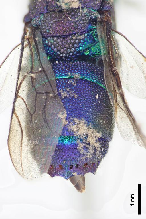 Chrysis imperiosa Smith, F., 1874 - Chrysis_imperiosus-BMNH(E)#970896_type-distal-2X