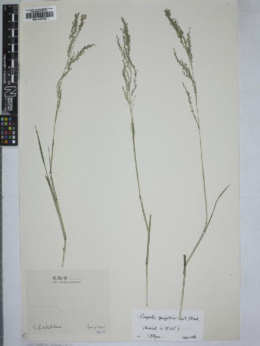 Eragrostis gangetica (Roxb.) Steud. - 000915132