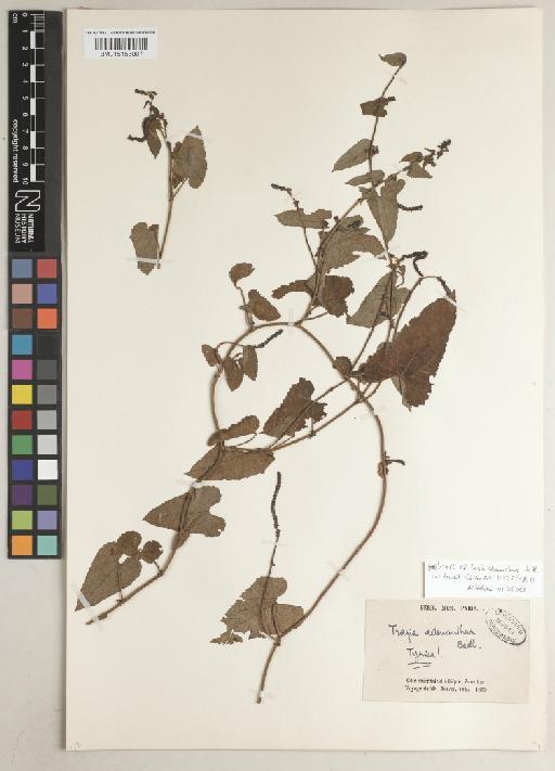Tragia adenanthera Baill. - BM015153007